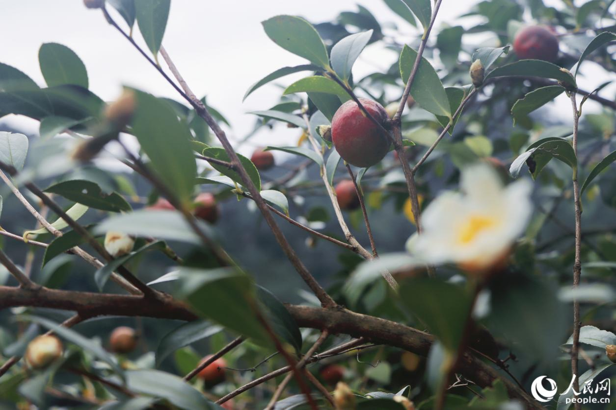 人民網(wǎng)關(guān)注永泰:一顆油茶果的“增值密碼” 人民網(wǎng)關(guān)注永泰:一顆油茶果的“增值密碼”