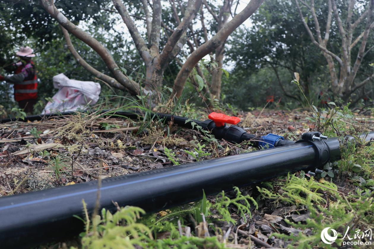 人民網(wǎng)關(guān)注永泰:一顆油茶果的“增值密碼” 人民網(wǎng)關(guān)注永泰:一顆油茶果的“增值密碼”