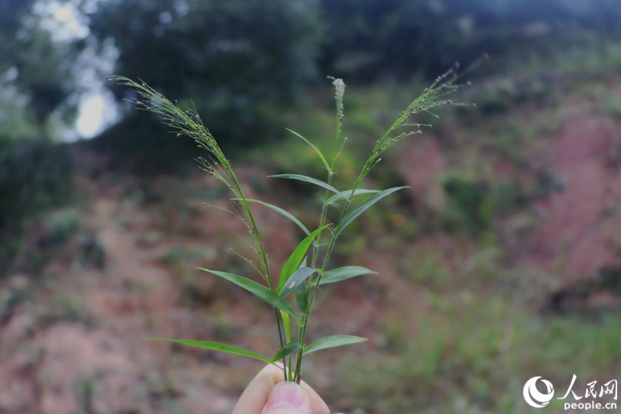 人民網(wǎng)關(guān)注永泰:一顆油茶果的“增值密碼” 人民網(wǎng)關(guān)注永泰:一顆油茶果的“增值密碼”