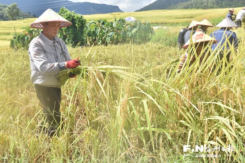 秋風卷金浪 梯田入畫來——羅源王認村荒地復耕記