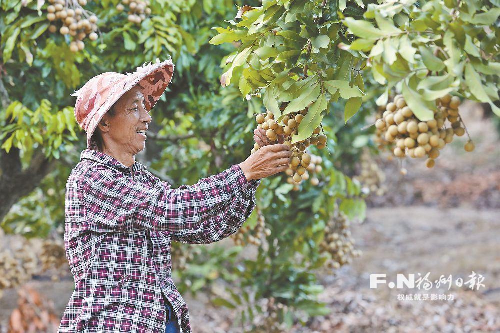 晚熟龍眼有點甜 錯峰上市受青睞 晚熟龍眼有點甜 錯峰上市受青睞